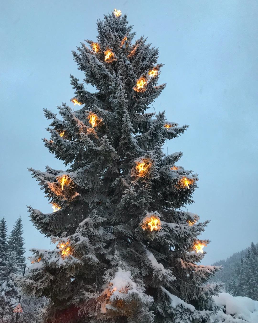 Snow-covered evergreen tree decorated with warm glowing lights against a pale blue sky