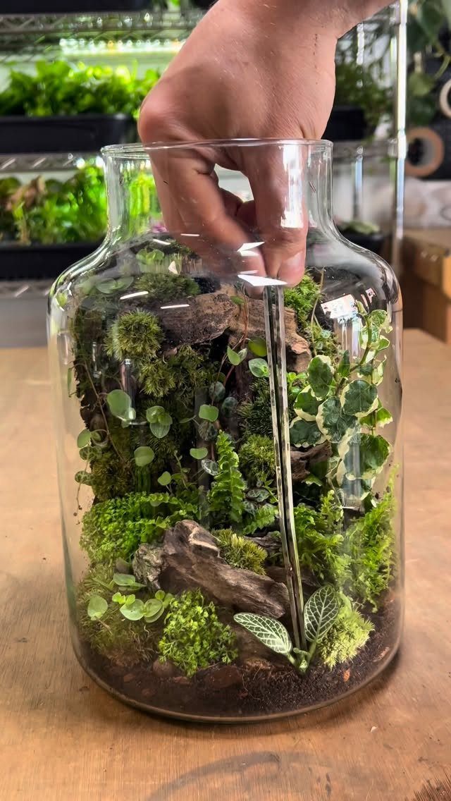 Glass jar terrarium with lush green moss and driftwood being tended by hand