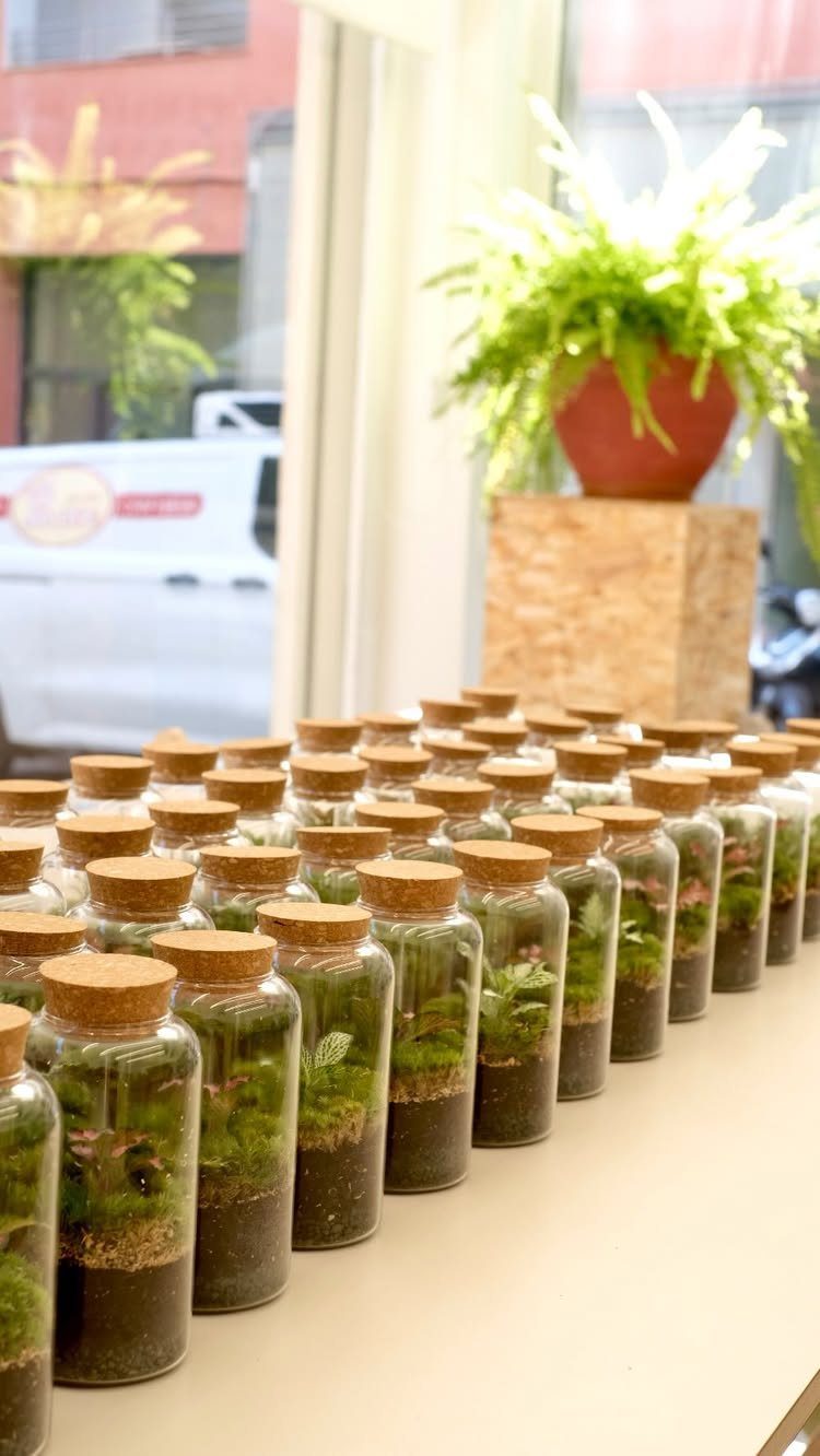 Small glass jars with cork lids containing mini green plants on a table