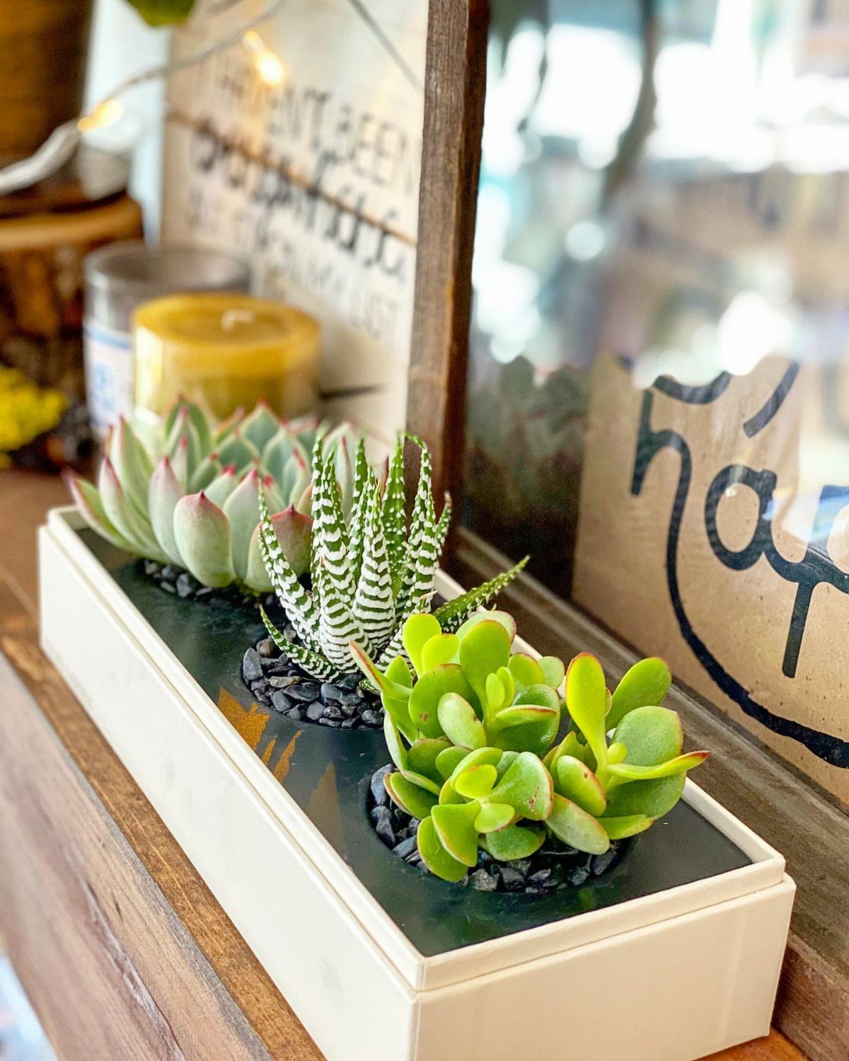 Three small green succulents in a white rectangular gift box on wooden surface