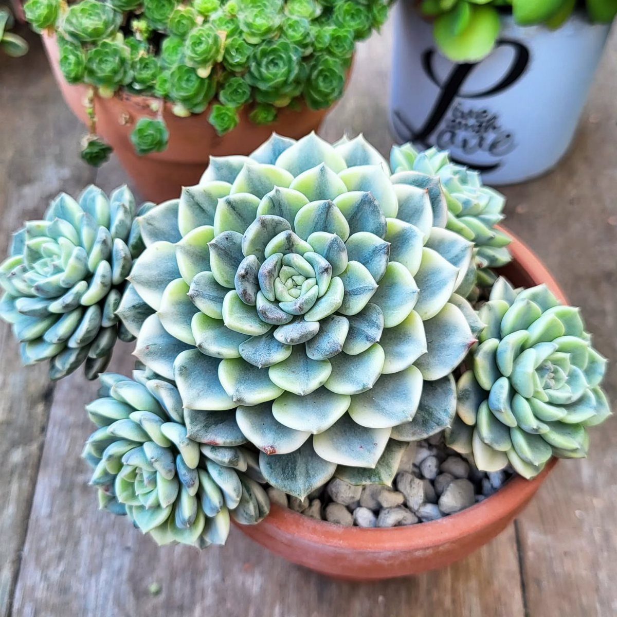 Pale green succulent plant in a terracotta pot with grey pebbles on wood.