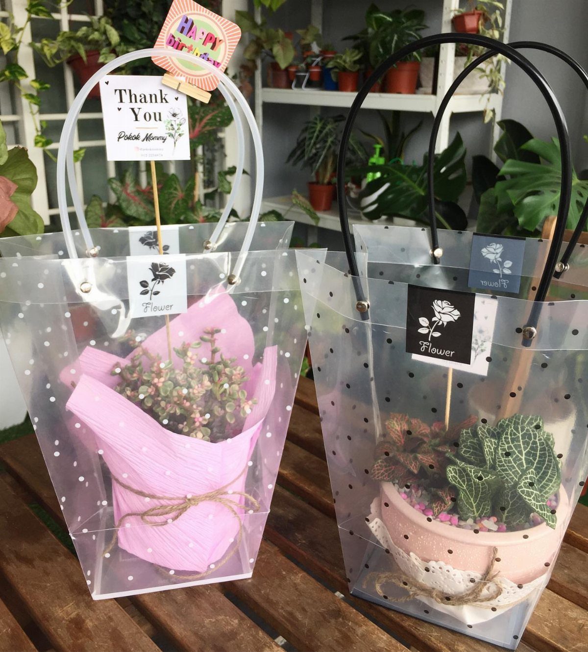 Two small potted plants in clear polka-dot gift bags on a wooden table.