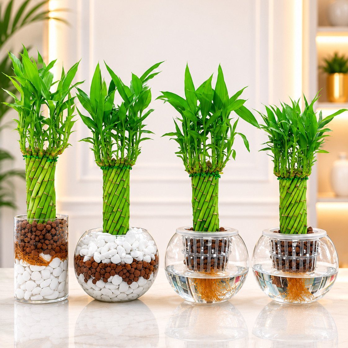 Four lucky bamboo plants in clear glass vases with white and brown pebbles.
