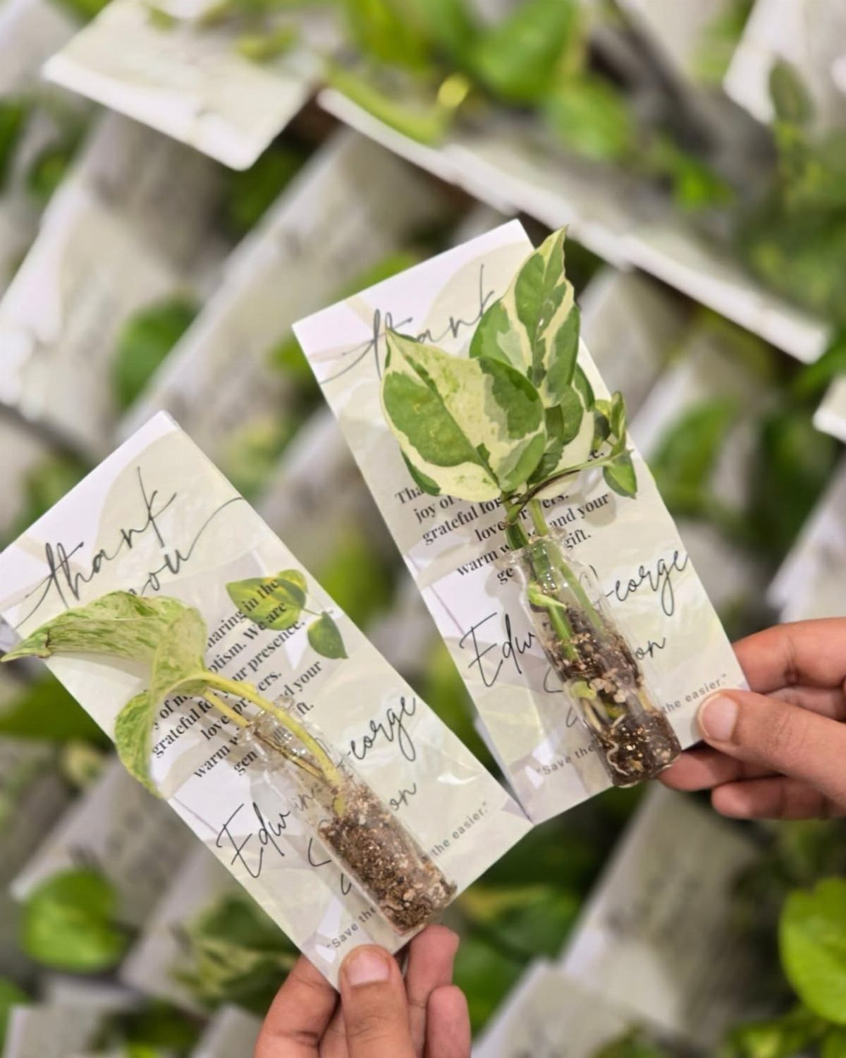 Small plant cuttings in glass tubes attached to thank you cards held by hands.